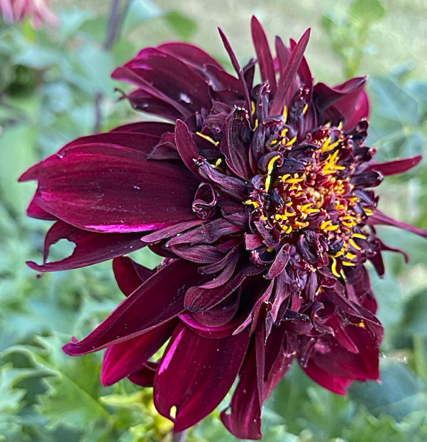 Dahlia Soulman